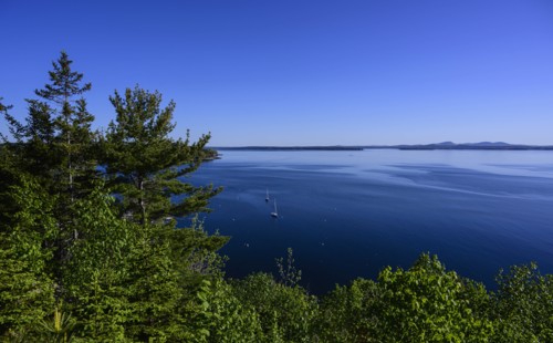 Forest by sea in Acadia National Park, Maine, USA