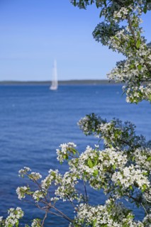 White blossoms by sea in Bar Harbor, Maine, USA