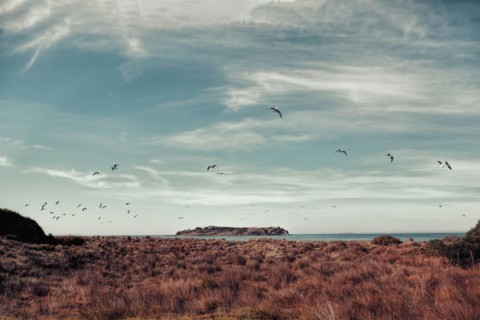 Birds flying over tussocks by Victor Harbor, South Australia, Australia