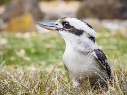 Kookaburra in grass