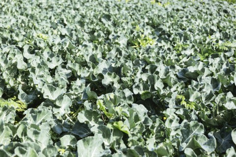 Cabbage crop