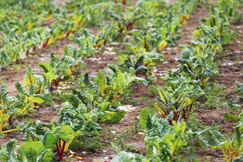 Rows of rainbow chard