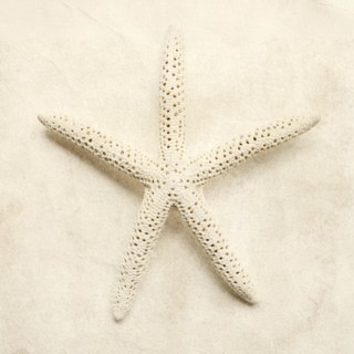 White starfish