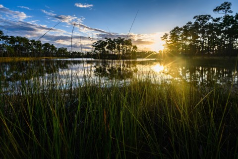 Trees by river at sunset in Everglades National Park, Florida, USA