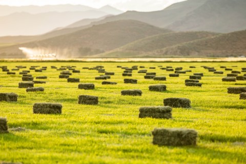 Hay bales in field in Picabo, Idaho, USA