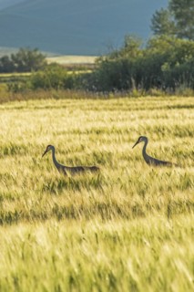 Sandhill cranes in field in Picabo, Idaho, USA