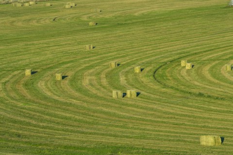Hay bales in field in Picabo, Idaho, USA