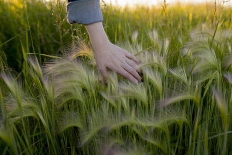 Woman's hand touching wheat