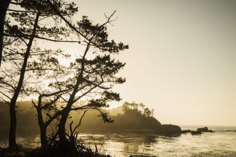 Silhouette of trees on coastline