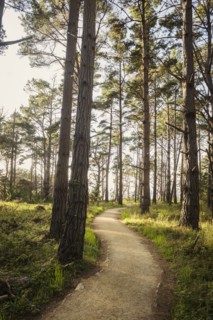 Path in forest