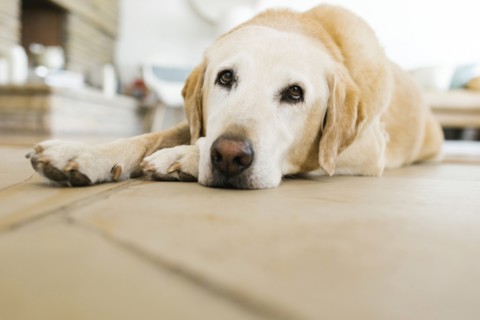 Yellow Labrador lying on floor