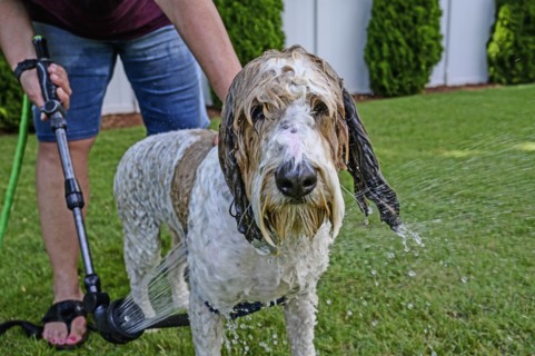 Woman washing dog on grass