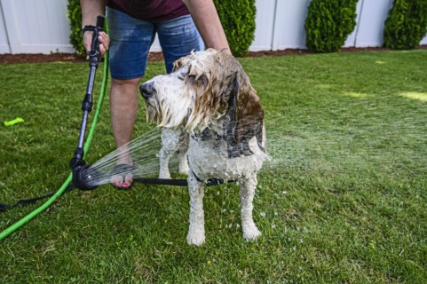 Woman washing dog on grass