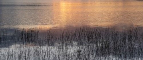 Grass in lake