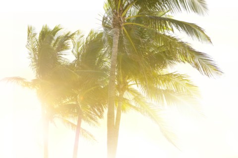 Palm trees against clear sky
