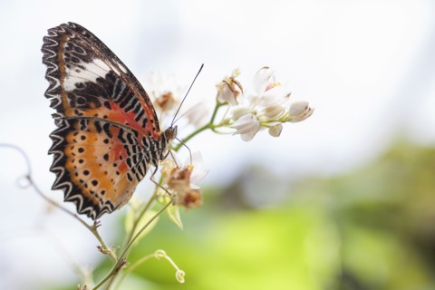 Brown and orange butterfly on flower