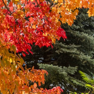 Autumn branches in Boise, Idaho, USA