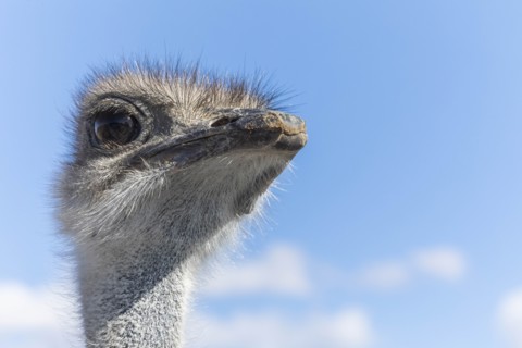 Portrait of ostrich against cloudy sky