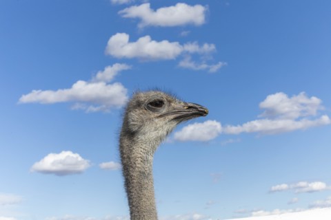 Portrait of ostrich against cloudy sky