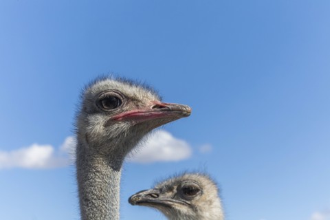 Portrait of ostriches against cloudy sky