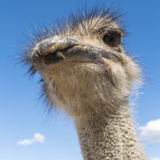 Portrait of ostrich against cloudy sky