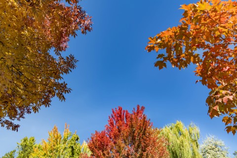 Autumn trees against clear sky