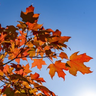 Autumn branches against clear sky