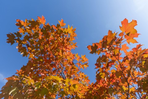 Autumn branches against clear sky