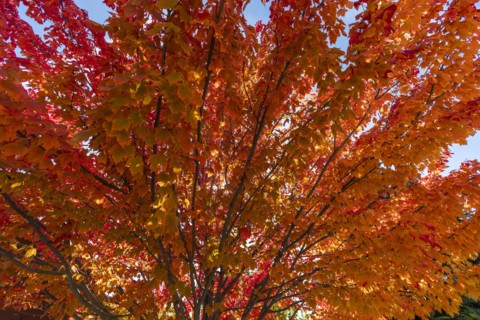 Autumn branches