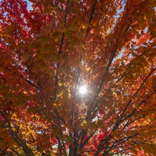 Sunbeam through autumn branches
