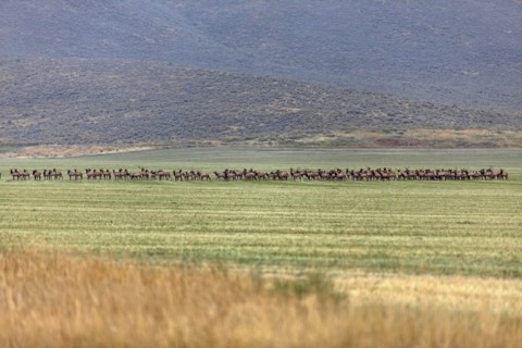 Herd of elk in field in Picabo, Idaho, USA
