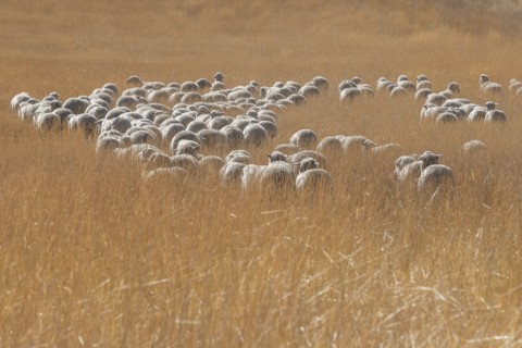 Flock of sheep in field in Hailey, Idaho, USA