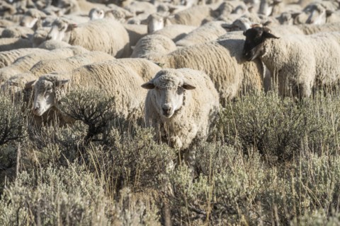 Flock of sheep