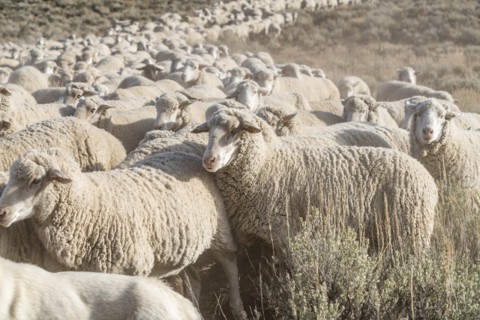 Flock of sheep