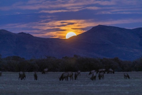 Elk in field by mountains at sunset in Picabo, Idaho, USA
