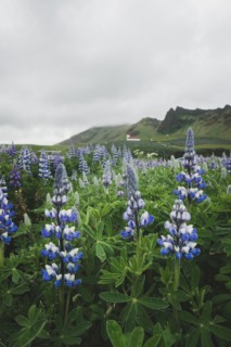 Lupine flowers by church in Vik, Iceland