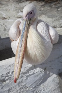Pelican on rock