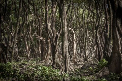 Trees in forest