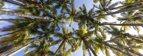 Palm trees against clear sky in Key Biscayne, Florida, USA