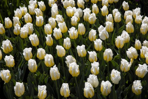 White tulips in field in Amsterdam, Netherlands