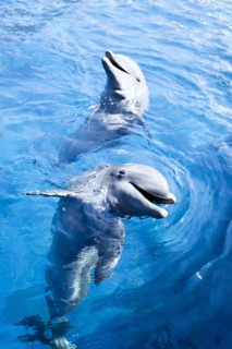 Dolphins in water at Miami Seaquarium in Miami, Florida, USA