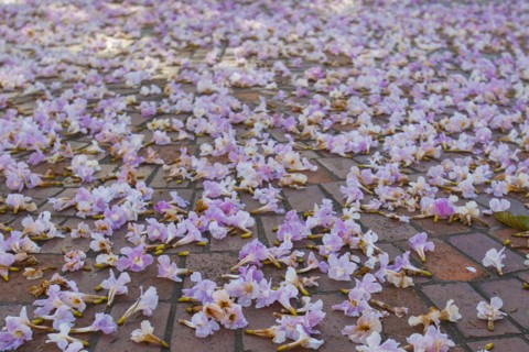 Purple flowers on pavement