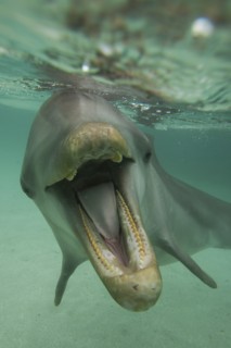 Dolphin with mouth open underwater