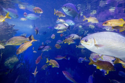 School of fish underwater
