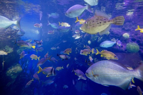 School of fish underwater