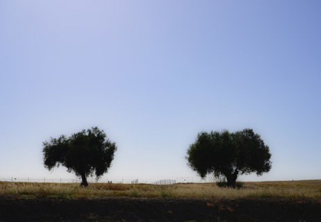 Trees in field