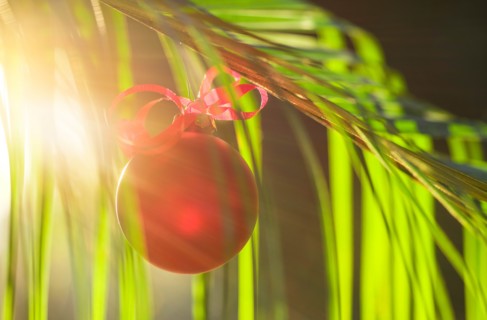 Red bauble hanging from plant