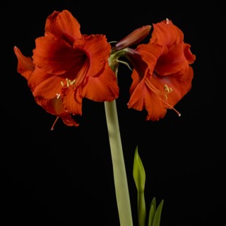Red amaryllis flowers