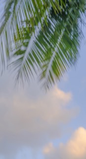 Palm frond against cloud