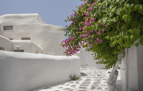 Tree with purple flowers by building in Mykonos, Greece